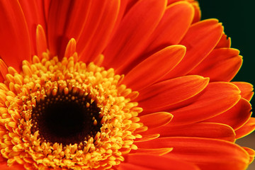 very beautiful bright orange flower in macro