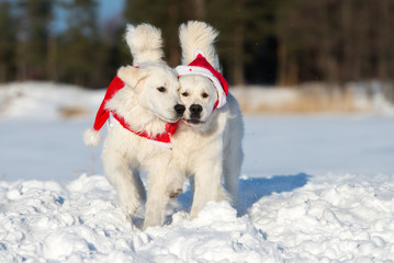 two golden retriever dogs outdoors in winter