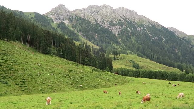 Zillertal valley landscape with meadow, barn and stream. Located at Schoenachtal valley in Tirol (Austria).