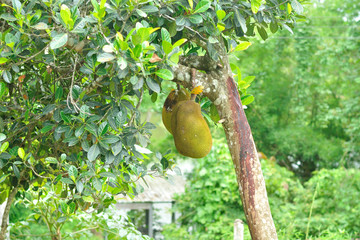Jackfruit on the tree