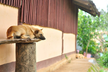 Thai stray dog sleeping on wooden chair