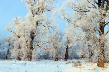a long walk in nature snowy Russian winter