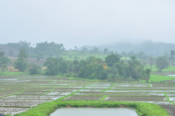 Landscape of paddy field in rainy day, Agriculture scene, Thailand