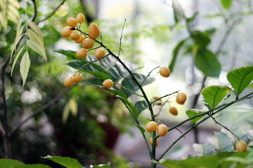 Citrus on branch close up