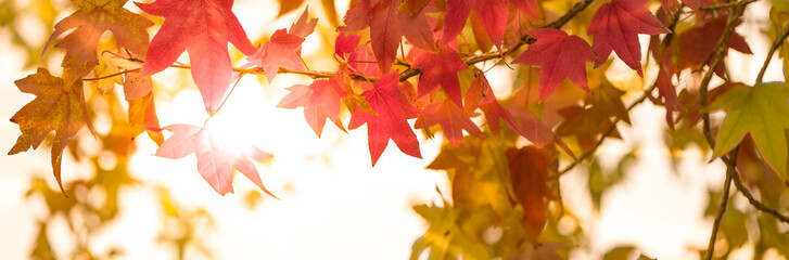 Gelb Rote  Blätter im Herbst verzieren einen breiten unscharfen Hintergrund im Wald mit...