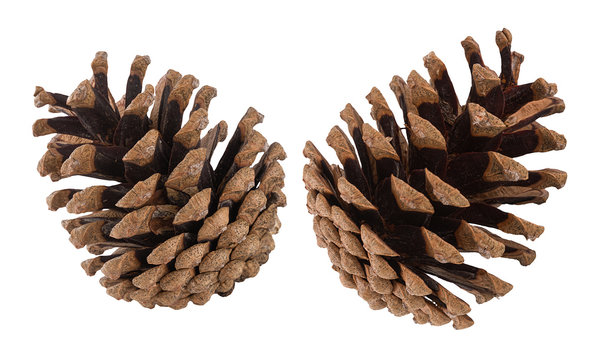 Set of cones of coniferous trees