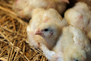 newborn chicks