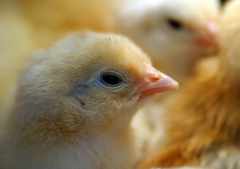 newborn chicks