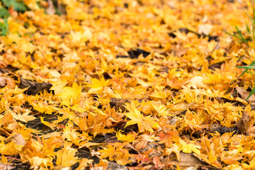 足元の紅葉