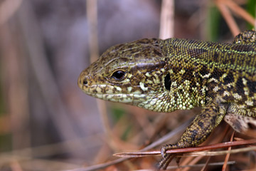 wild lizard