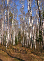 spring birch forest
