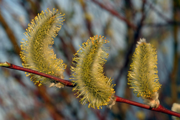 flowering willow