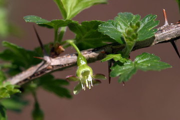 flowering gooseberry