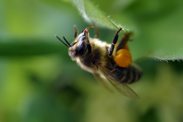 working bee