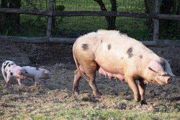 Une truie et ses petits