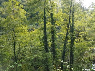 Forest in sunlight and shadows 