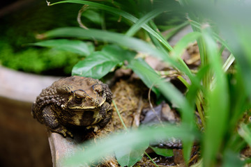 Common Toad on dried pond