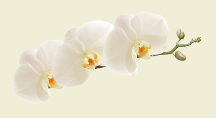 Fototapeta na wymiar Large white Orchid flowers in a panoramic image