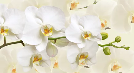 Tuinposter Grote witte orchideebloemen in een panoramisch beeld © savojr