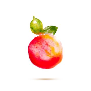Watercolor illustration of apple or peach, isolated on white background