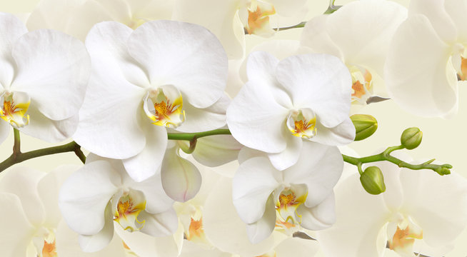 Large white Orchid flowers in a panoramic image