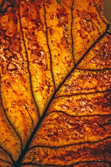 very beautifully illuminated dry, yellow, autumn leaf