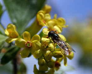 spring Flowers