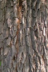 bark of an old tree