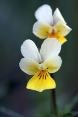 spring Flowers