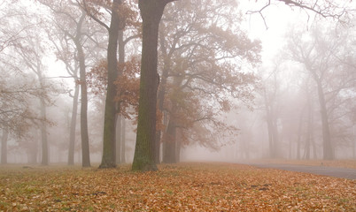 Autumn landscape. 