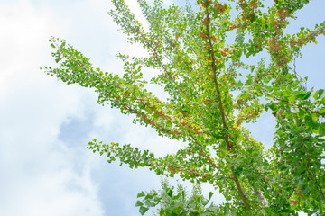 銀杏がなったイチョウ