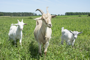 Naklejka na ściany i meble The family of goats grazing in the meadow.
