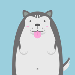 cute big fat Siberian Husky dog on light blue background