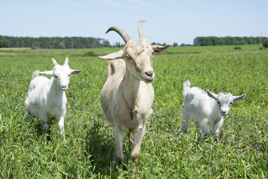 The family of goats grazing in the meadow.