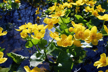 yellow marigold flowers - 123331373