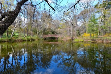 Fototapeta na wymiar Spring pond