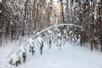 Winter Pine Forest