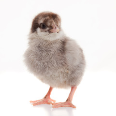 Small fluffy chickens