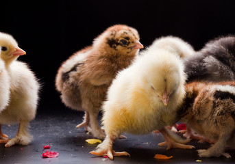 Small fluffy chickens