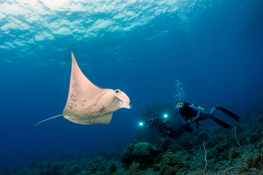 Two divers filming a manta ray fish, Tubbataha Reefs Natural Park, Philippines