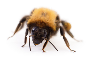 Bumblebee on white.