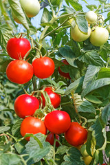 Many rounded red and green tomato fruits in greenhouse