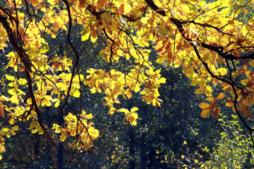 Autumn in the oak grove