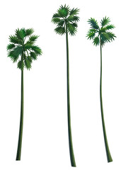 palm tree isolated on white background