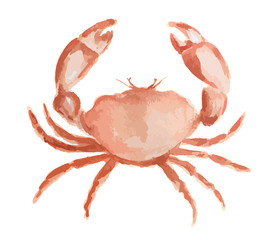 Isolated watercolor crab on white background. Fresh and tasty gourmet seafood for restaurant.