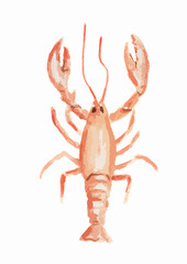 Isolated watercolor red lobster on white background. Delicious and healthy seafood. Restaurant menu.