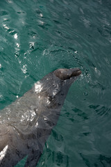 Obraz premium ガラパゴスアザラシ