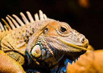 Obraz premium Lizard