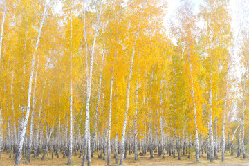 autumn birch forest