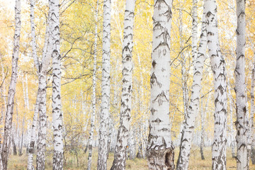 autumn birch forest